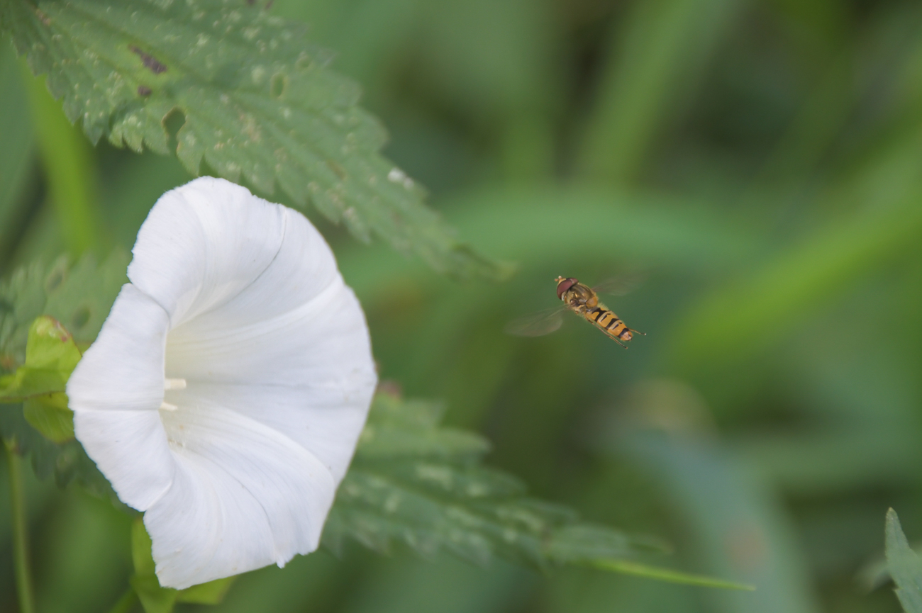 Schwebfliege im Anflug