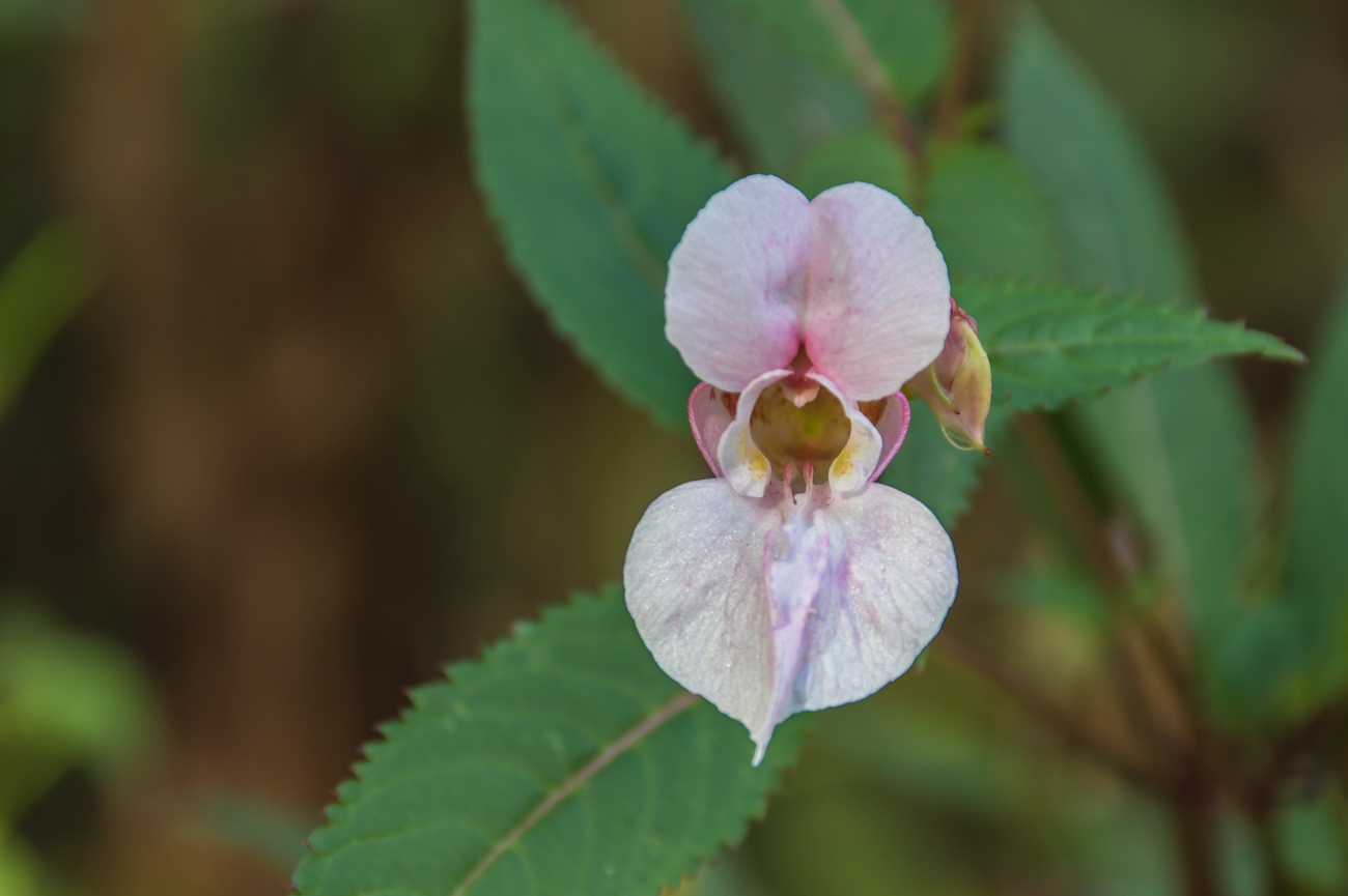 Überall trotzen die Blüten ...