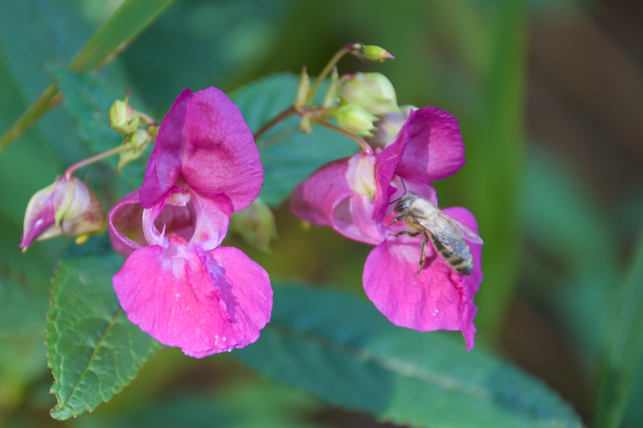 ... dem näher kommenden Herbst