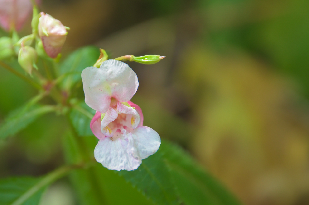 Die weiße Variante der Blüte