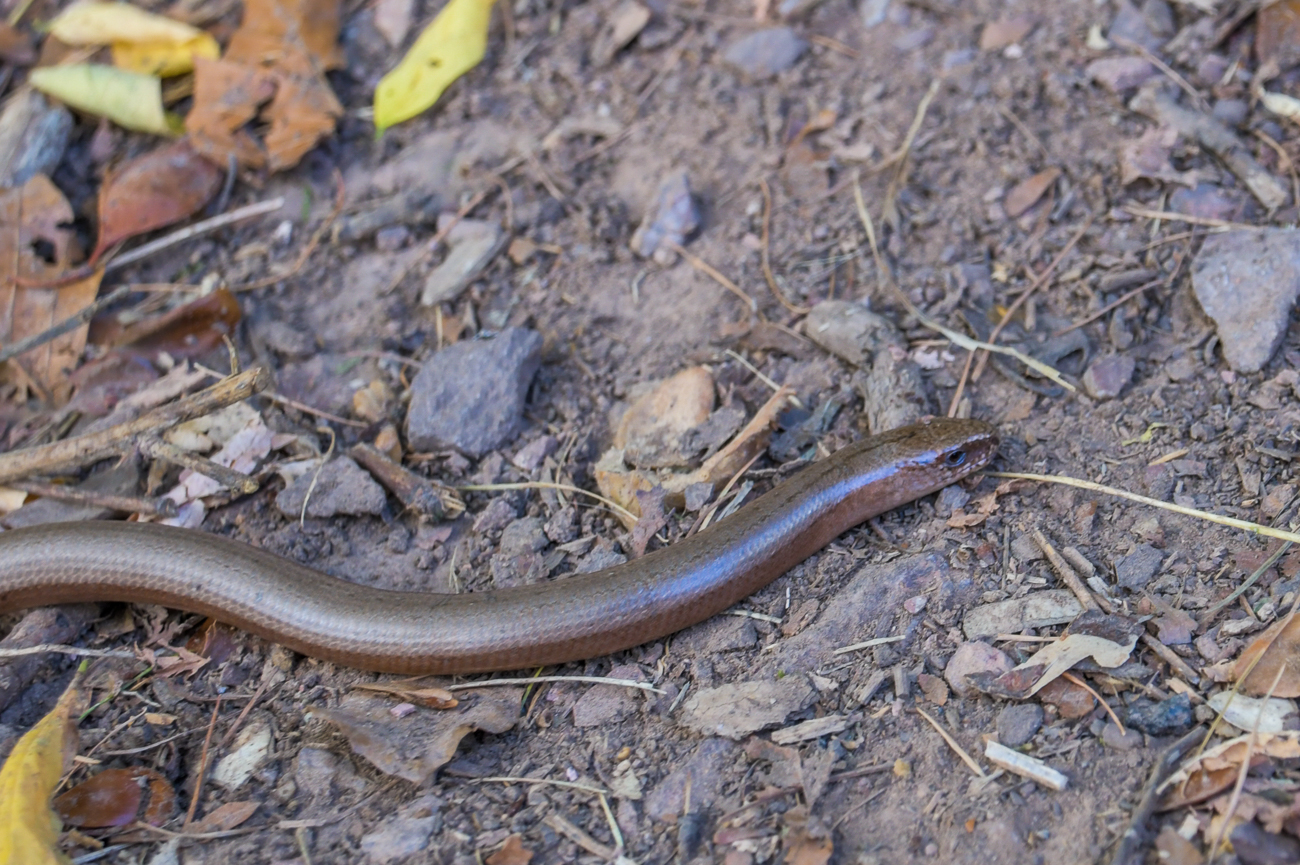 Blindschleiche, starr vor "Kälte"