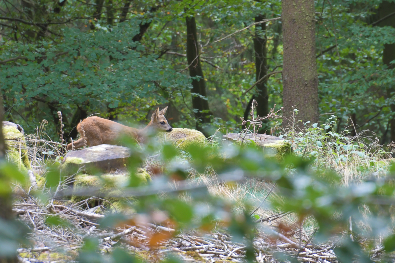 Reh im Wald