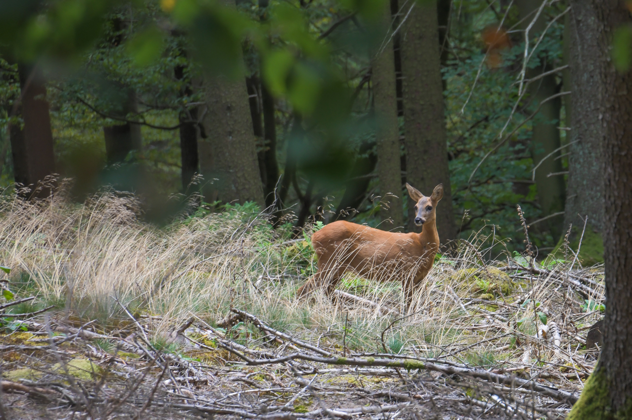 Wir können uns lange vor dem Tier verstecken