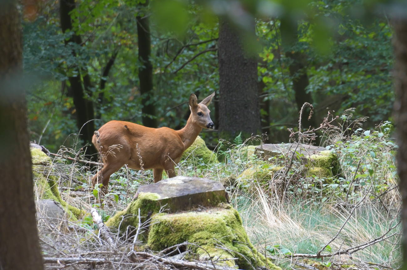 Pssst, ganz leise sein