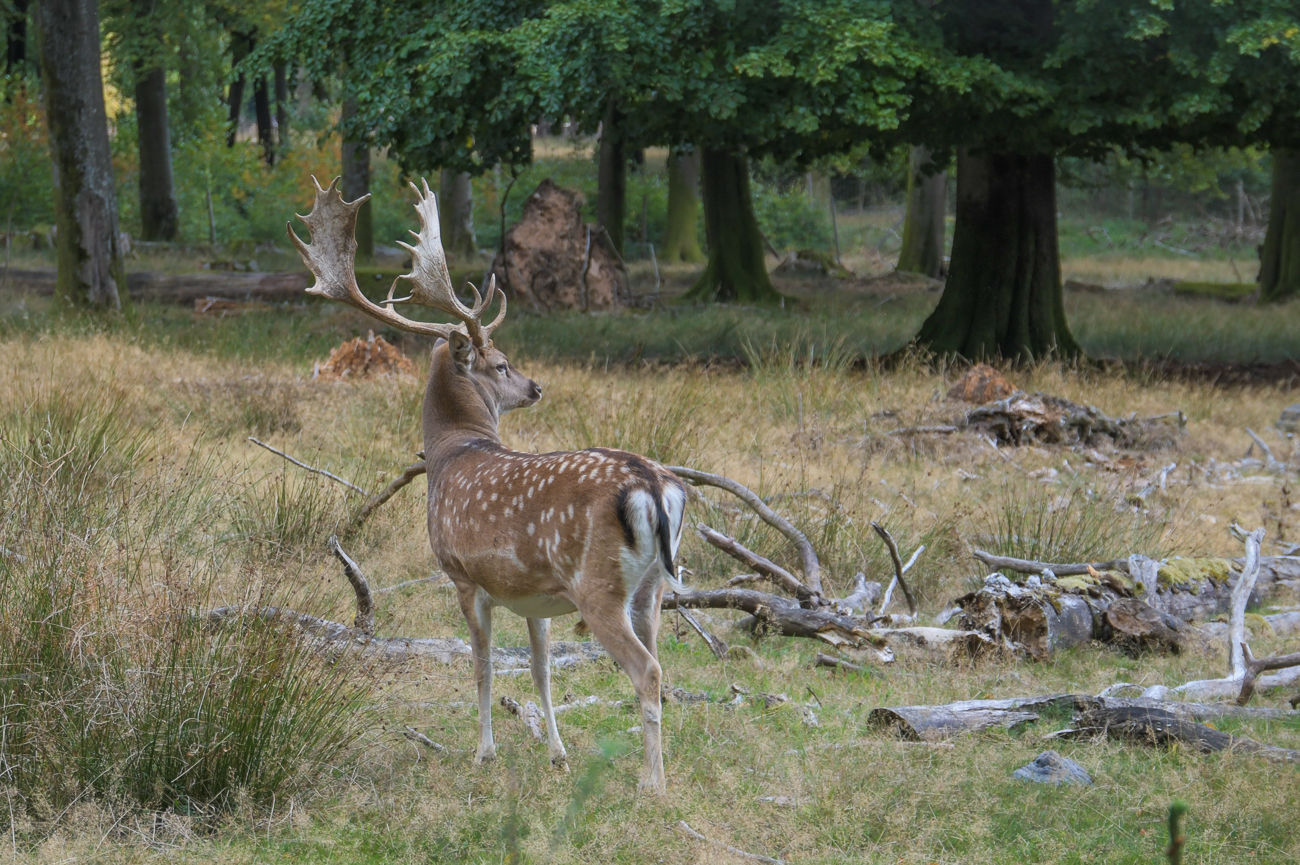 Im Gegensatz zu dem Reh weiter oben ...