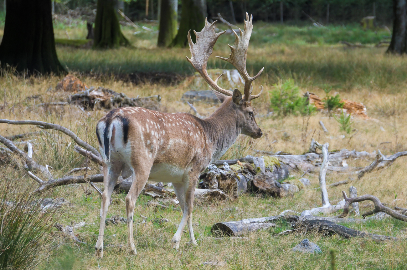... ist dieser Dammhirsch in einem weitläufigen Gehege zu finden