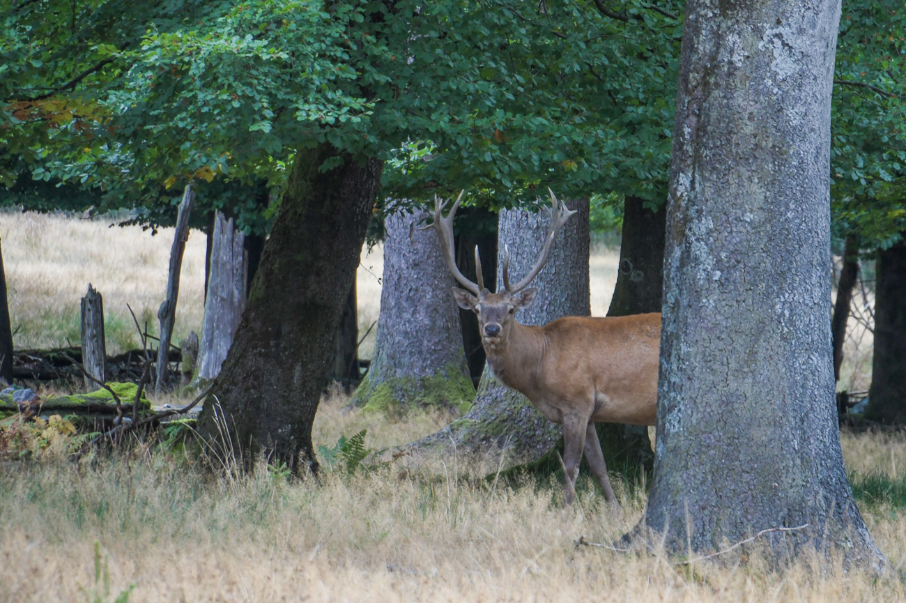 Ebenso wie diser Rothirsch ...