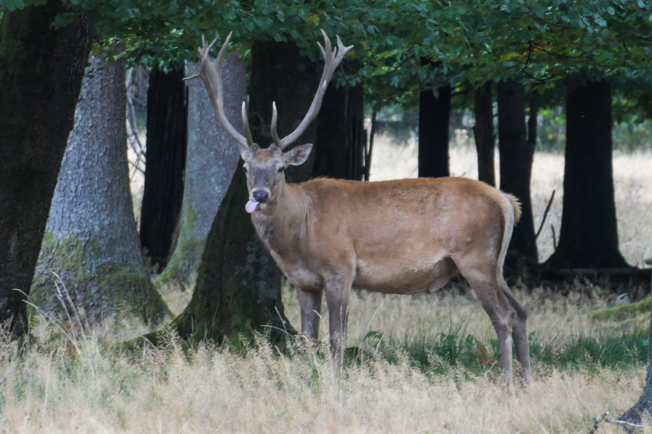 ... der uns frech die Zunge rausstreckt ;-)