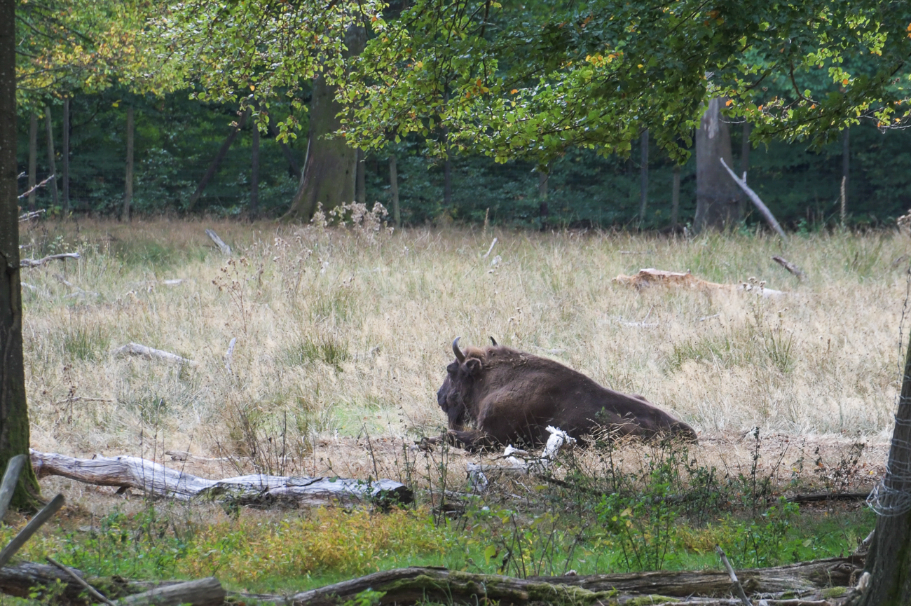 Im Gegensatz zu dem Reh weiter oben ...