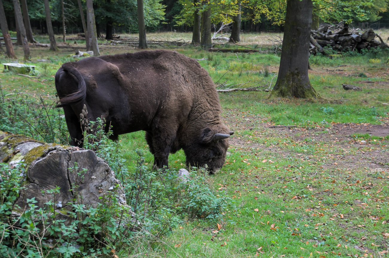 ... dieser Bursche ist uns ganz nahe