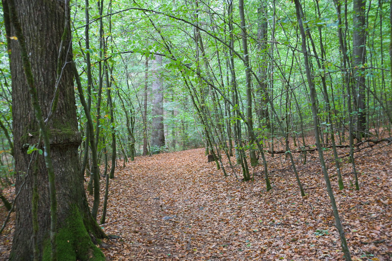Waldweg mit Bogen