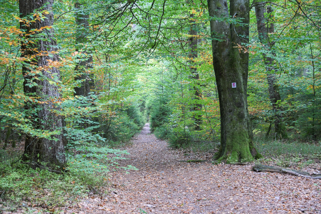 Waldweg