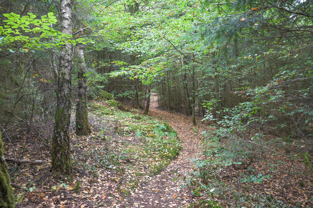 Pfad durch den Wald