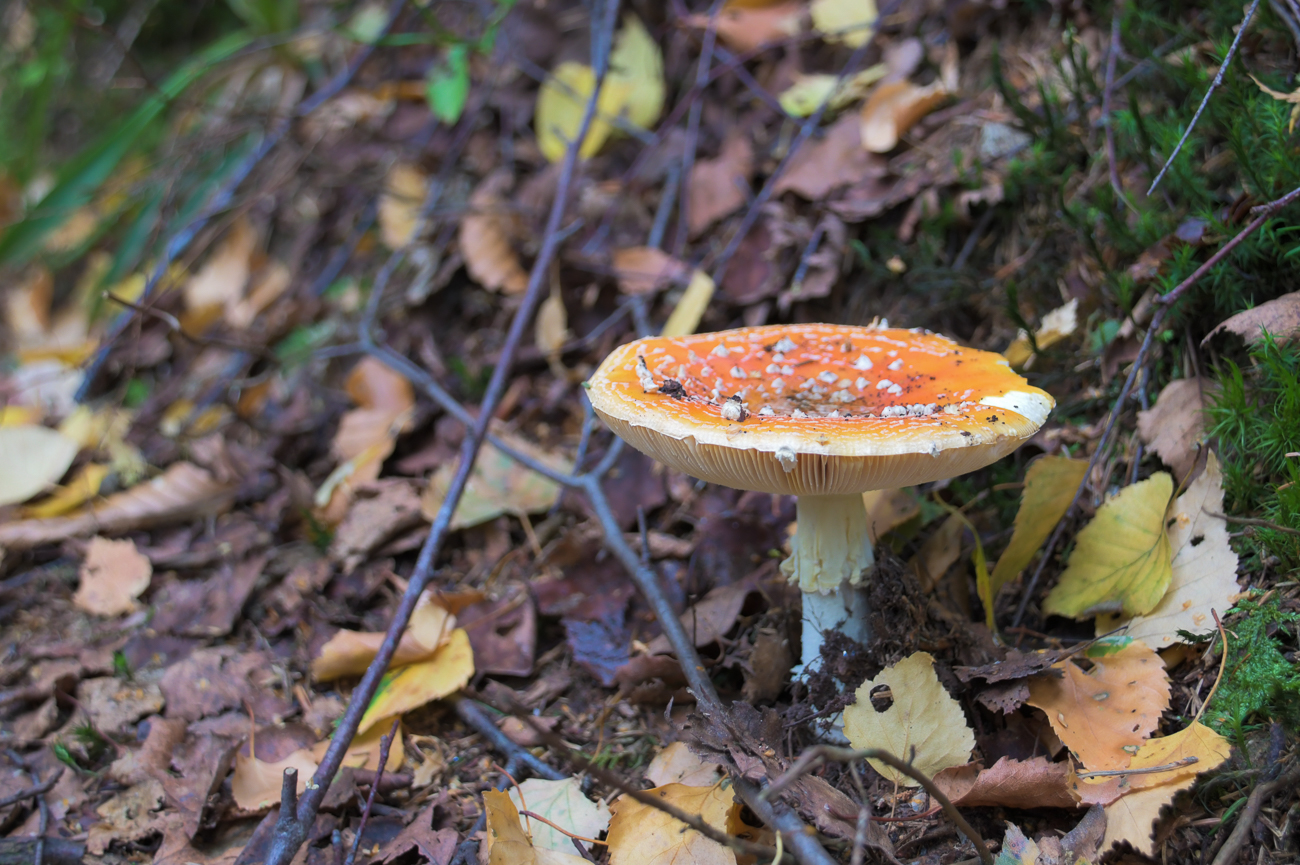 Noch ein Fliegenpilz