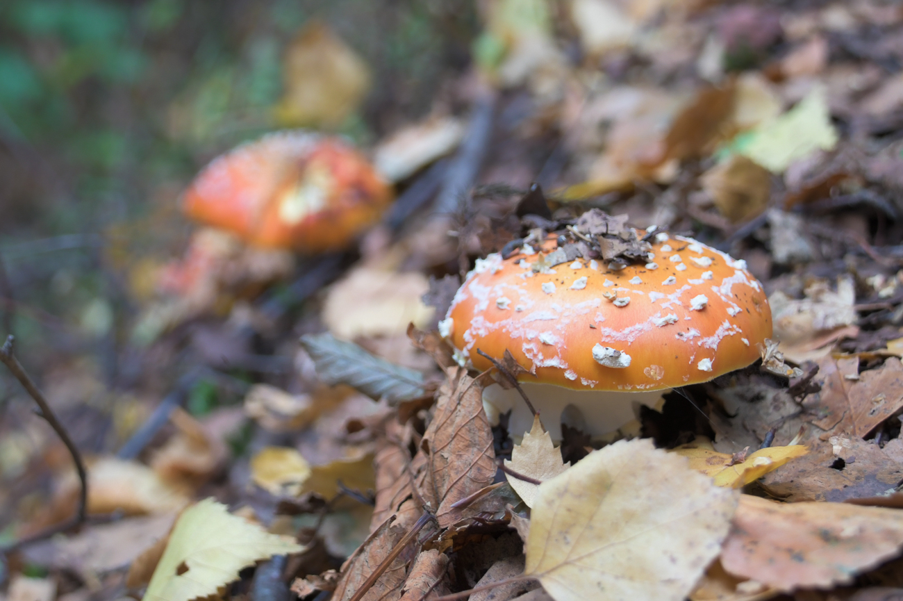 So langsam sprießen die Pilze