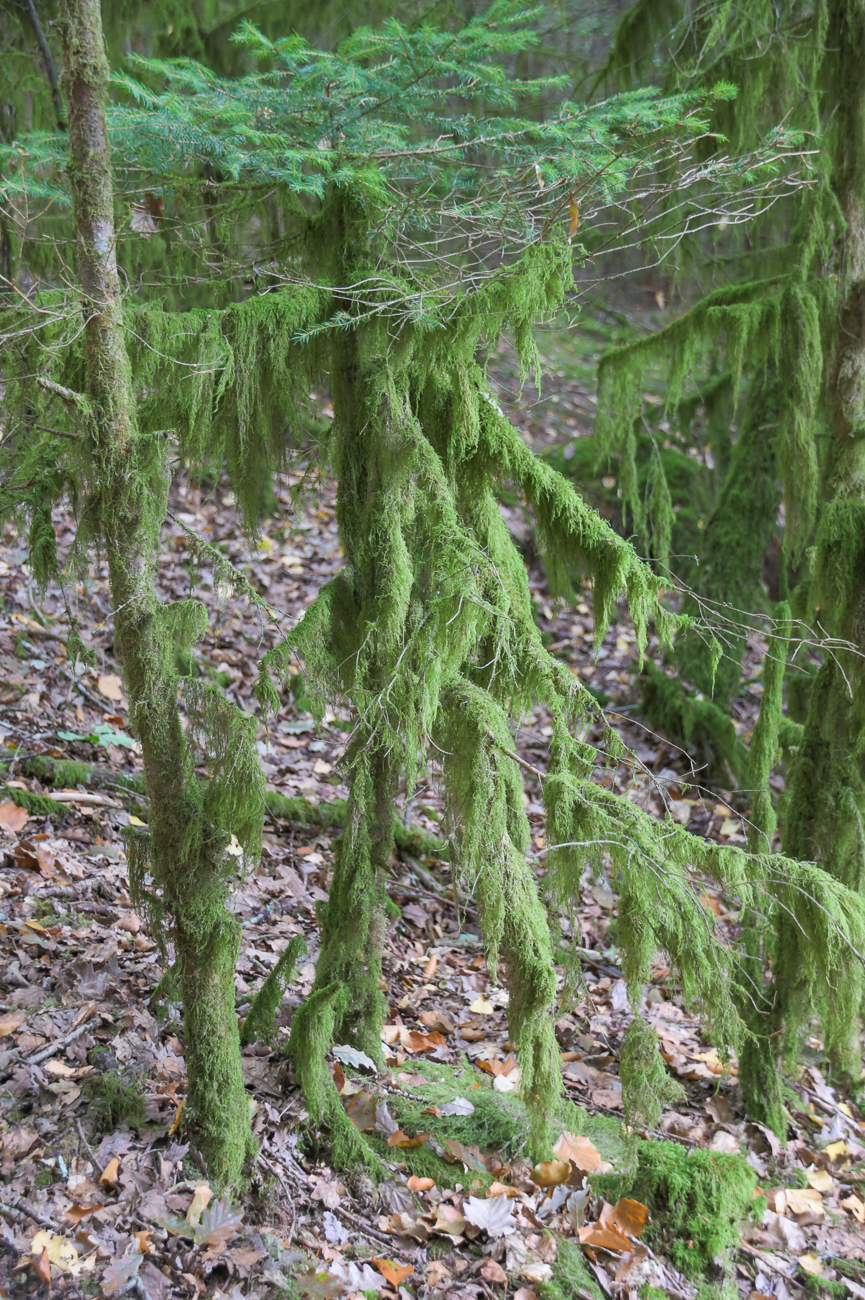 Die Nadelbäume haben sich schon mal warm angezogen ;-)