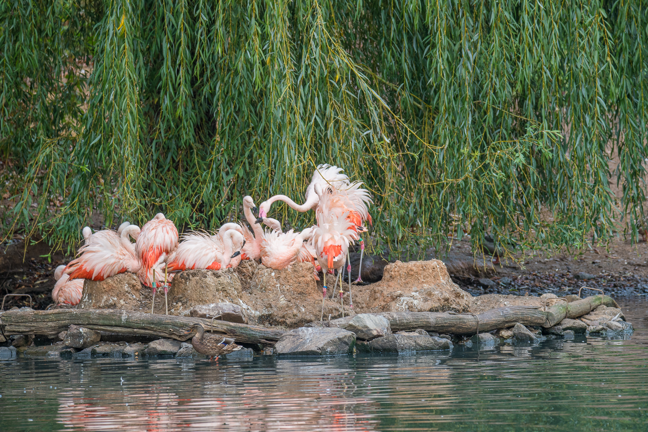 Flamingos am Teich