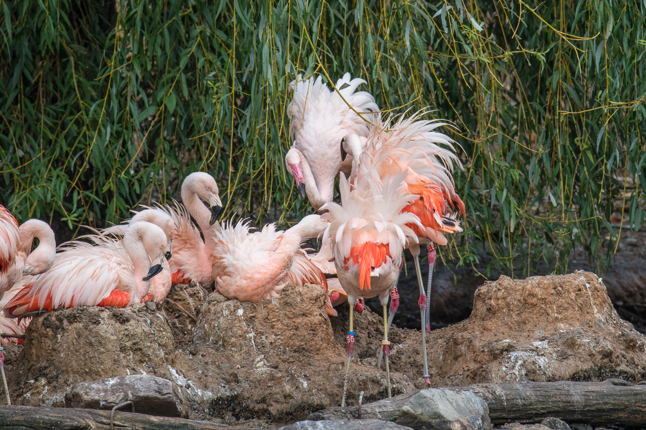 Flamingos am Teich