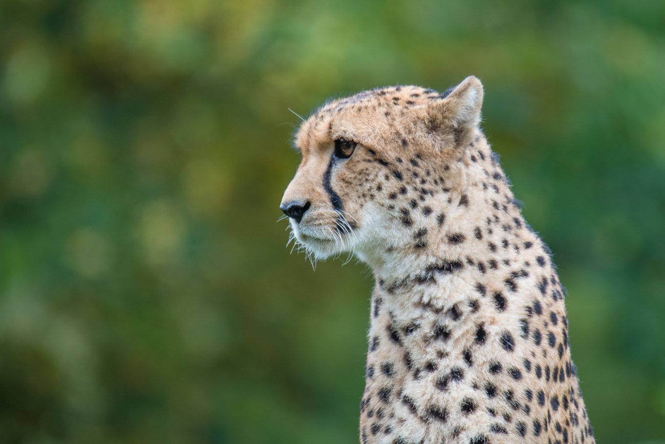Gepard