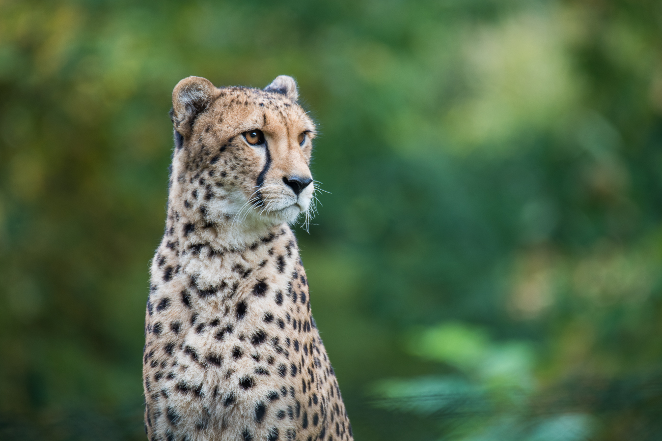 Gepard