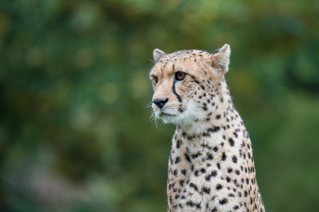 Gepard