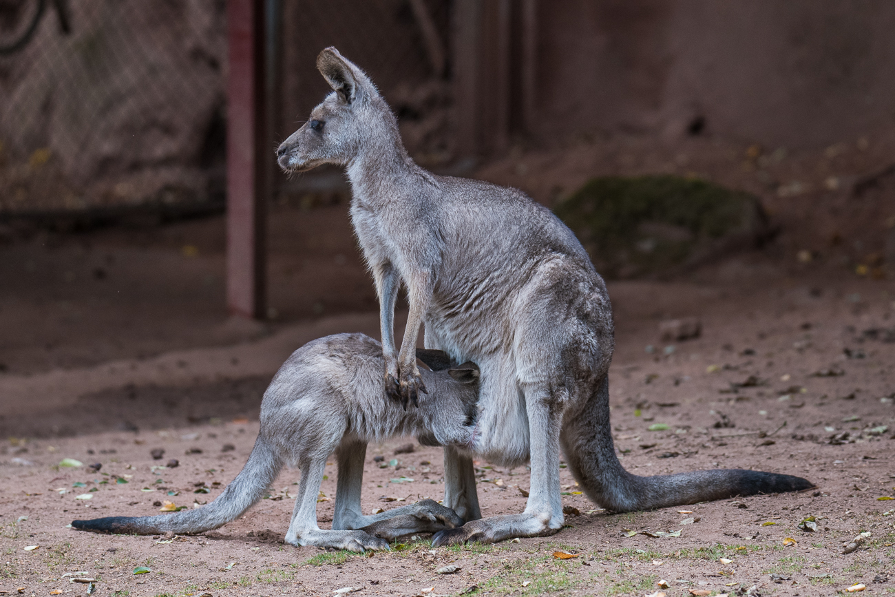 Suchendes Känguru: Irgendwo muss mein Handy doch sein ;-)