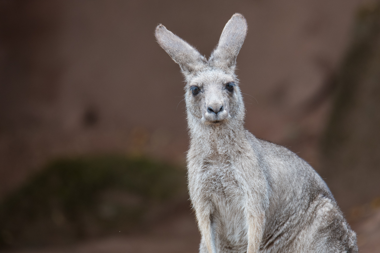 Graues Riesenkänguru