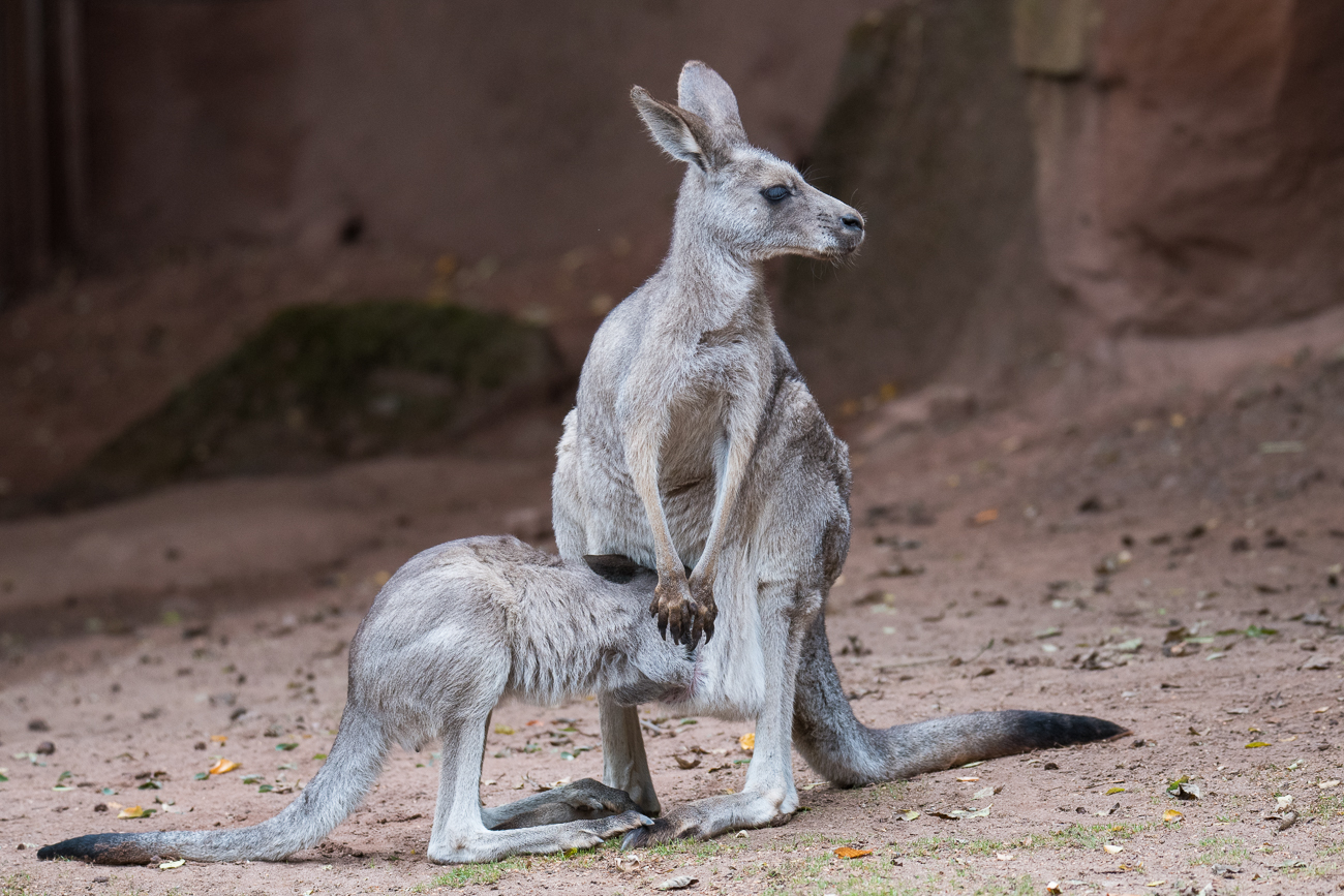 Graues Riesenkänguru mit Nachwuchs