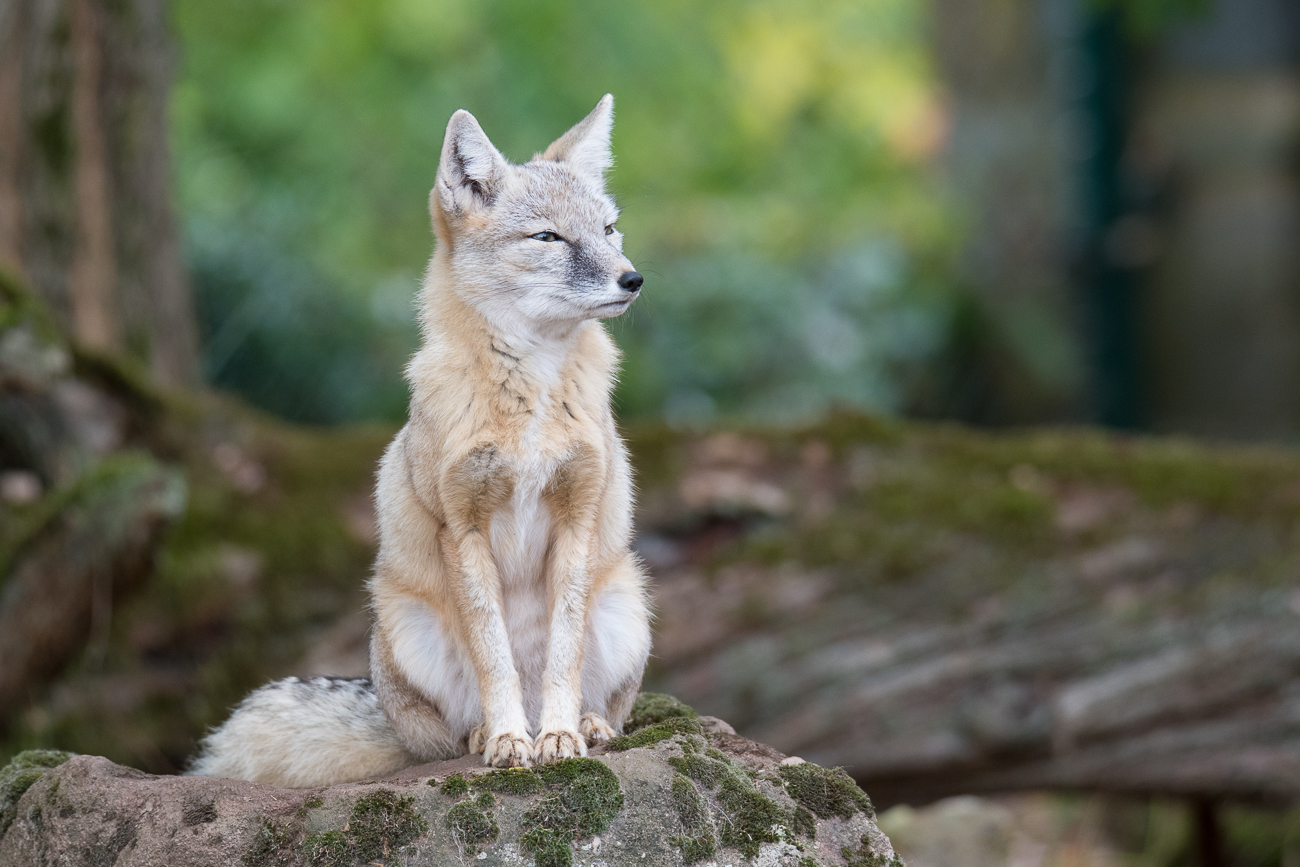 Steppenfuchs (Korsak)