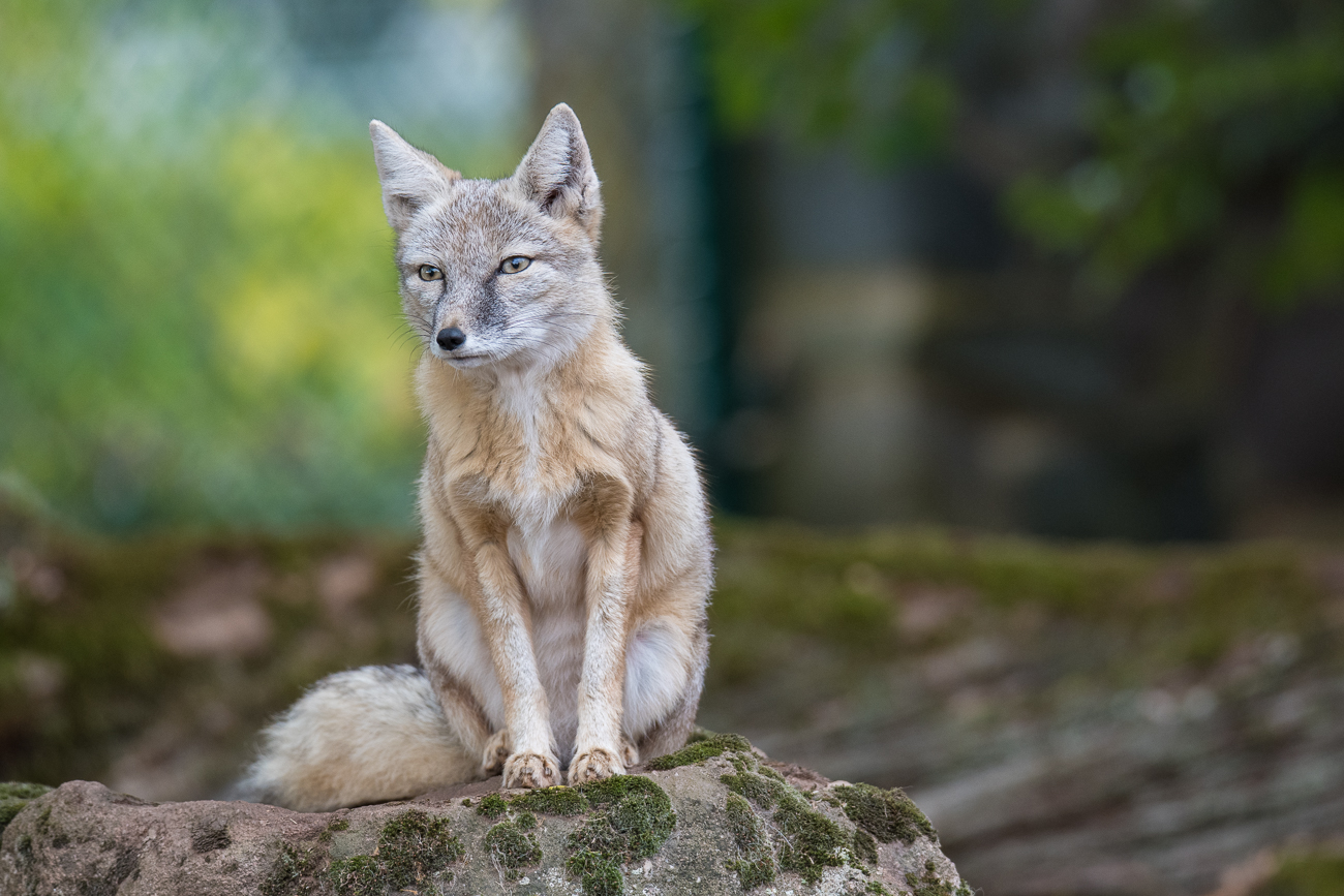 Steppenfuchs (Korsak)