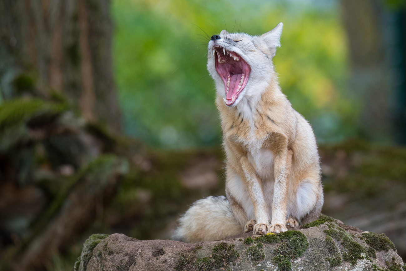 Ich bin soooo müde ;-)