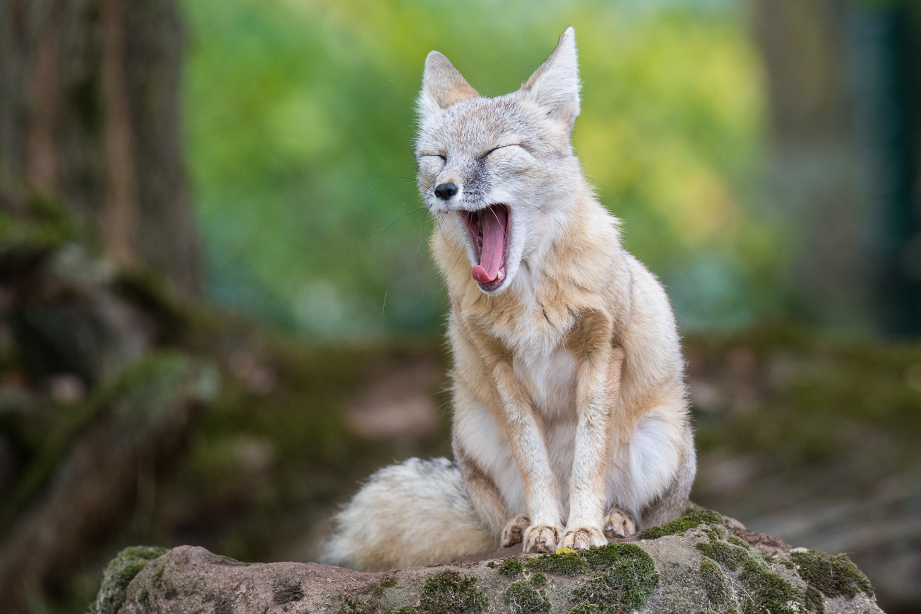 Immer noch müde ;-)