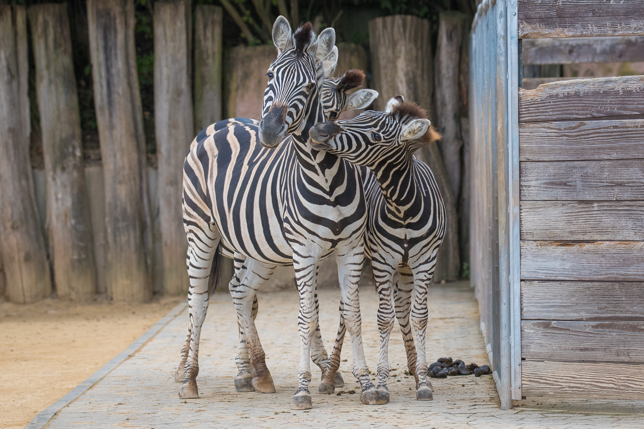 Zebrafamilie