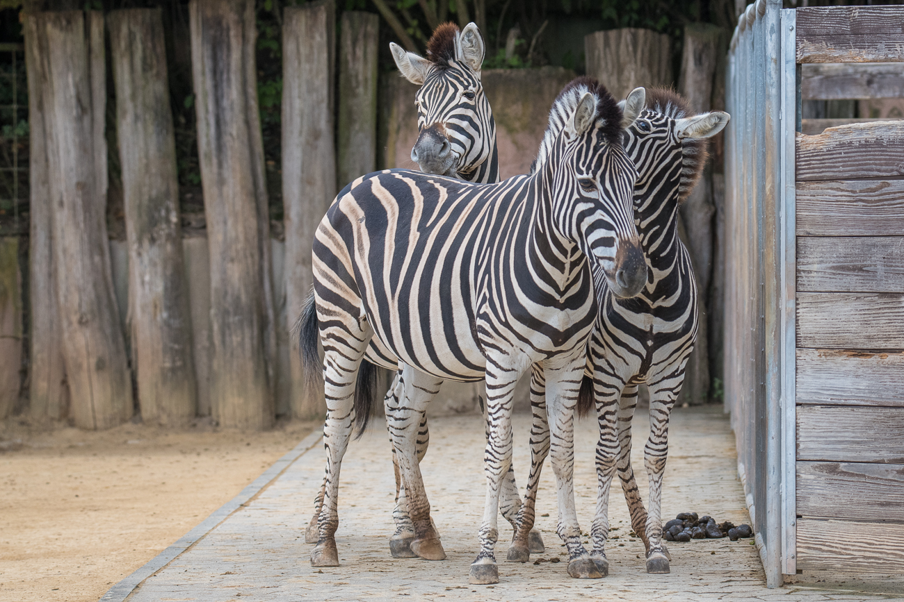 Zebrafamilie