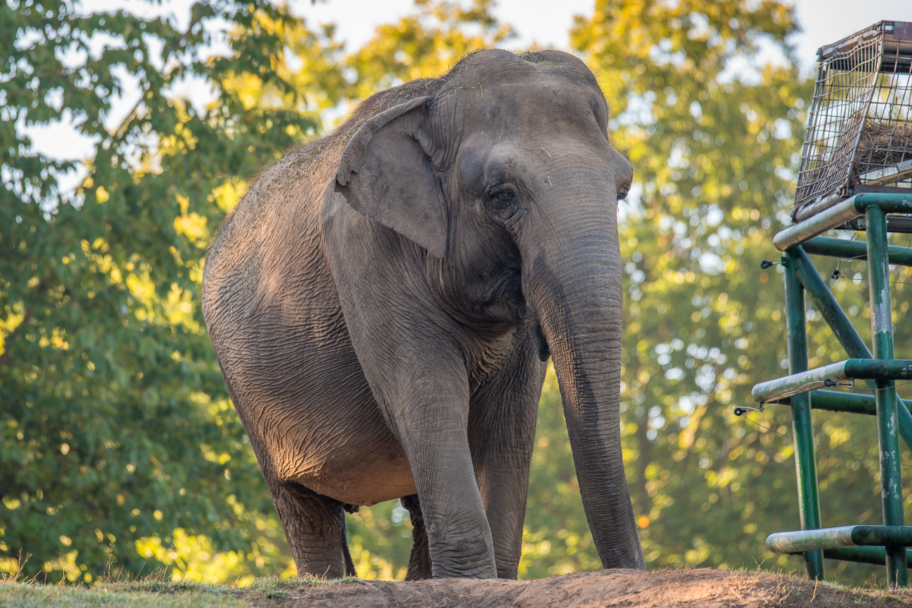 Elefant - was sonst ;-)