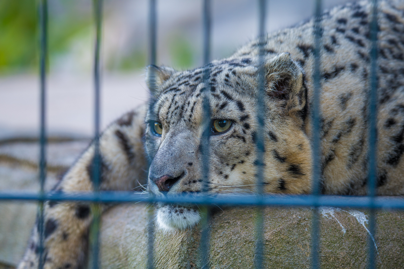 Schneeleopard hinter Gittern