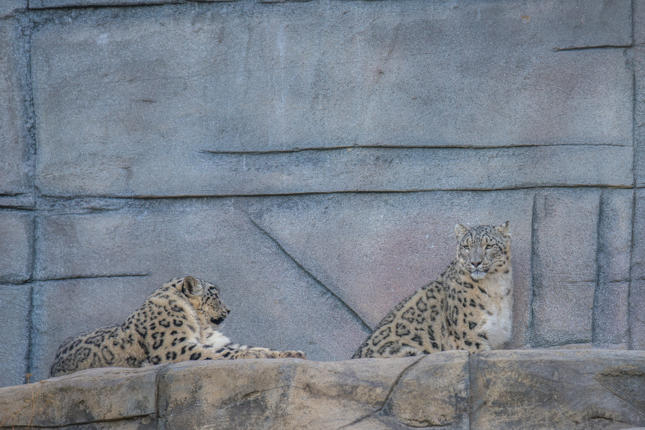 Schneeleoparden