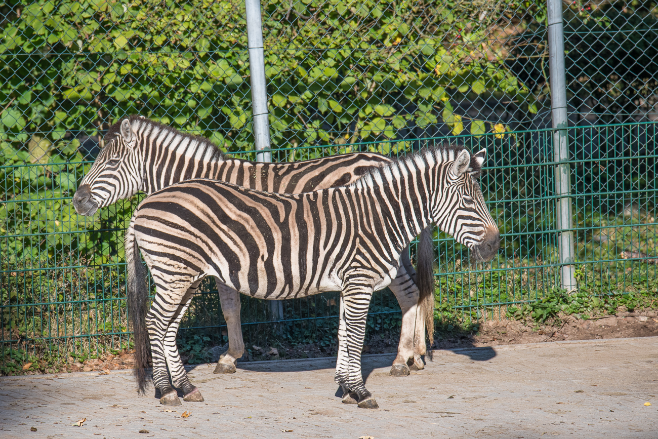 Steppenzebras