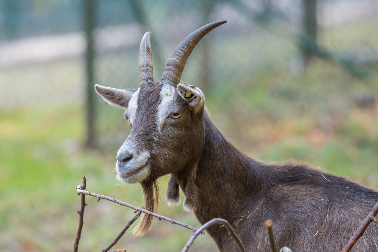 Thüringer Wald Ziege
