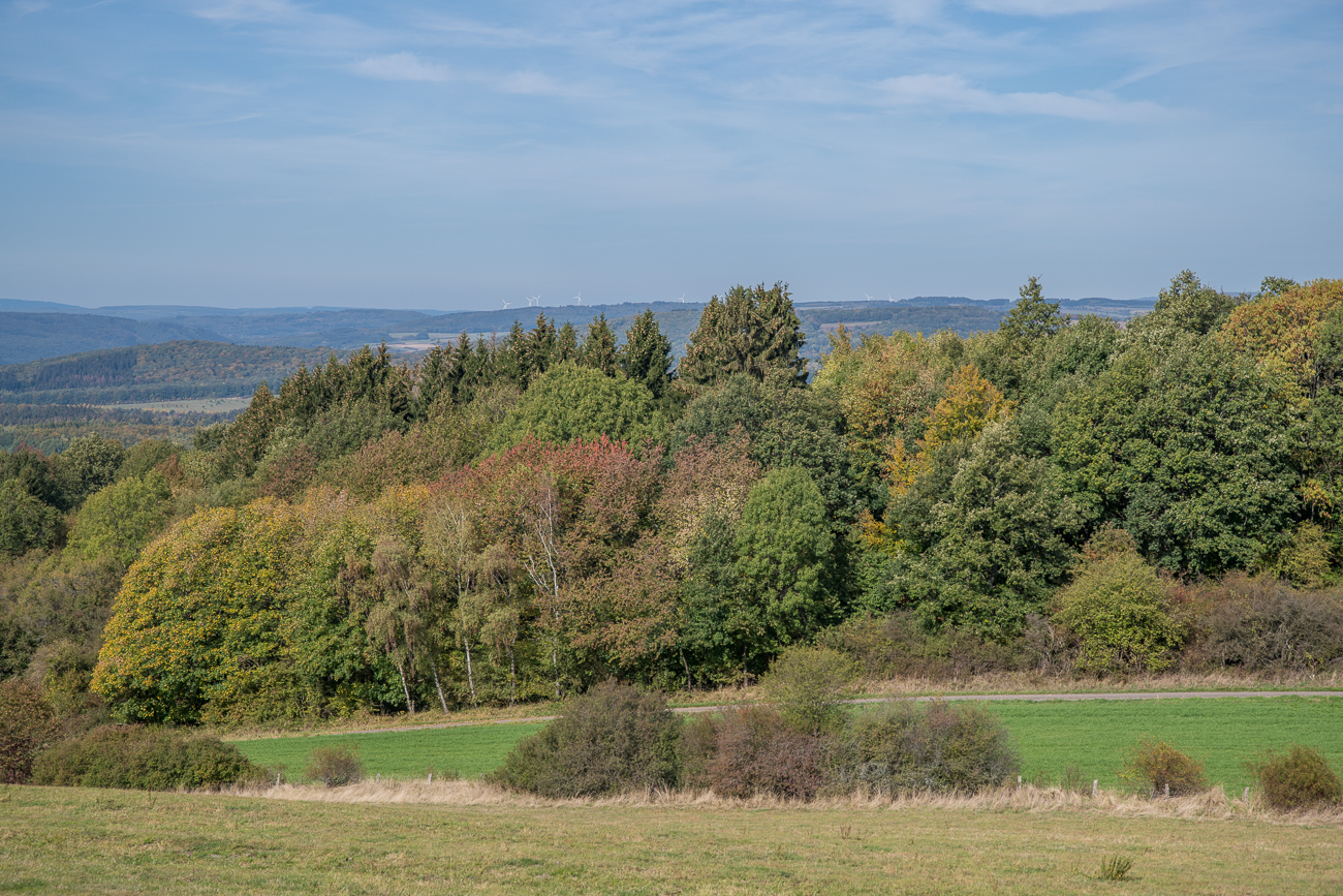 Die Blätter sind nur leicht herbstlich verfärbt