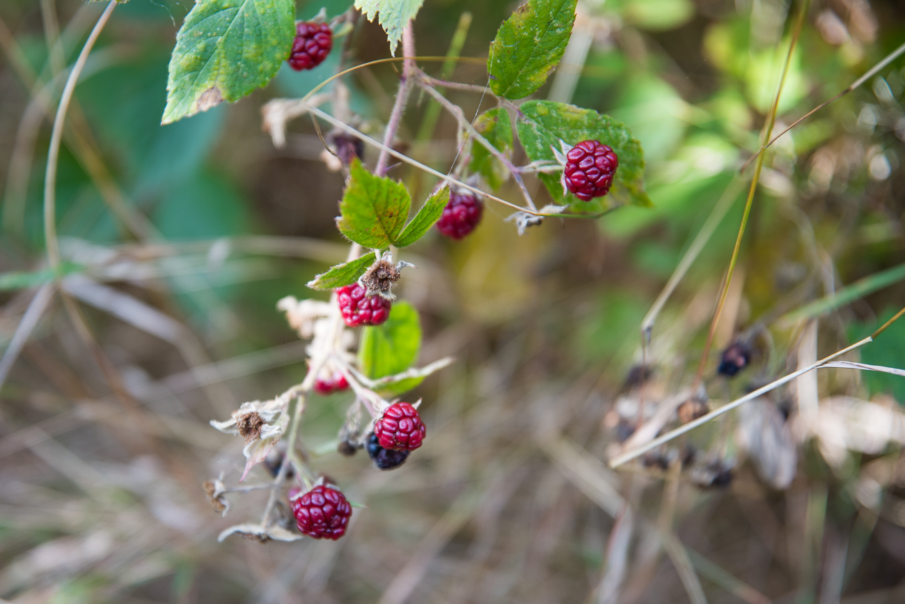 Brombeeren