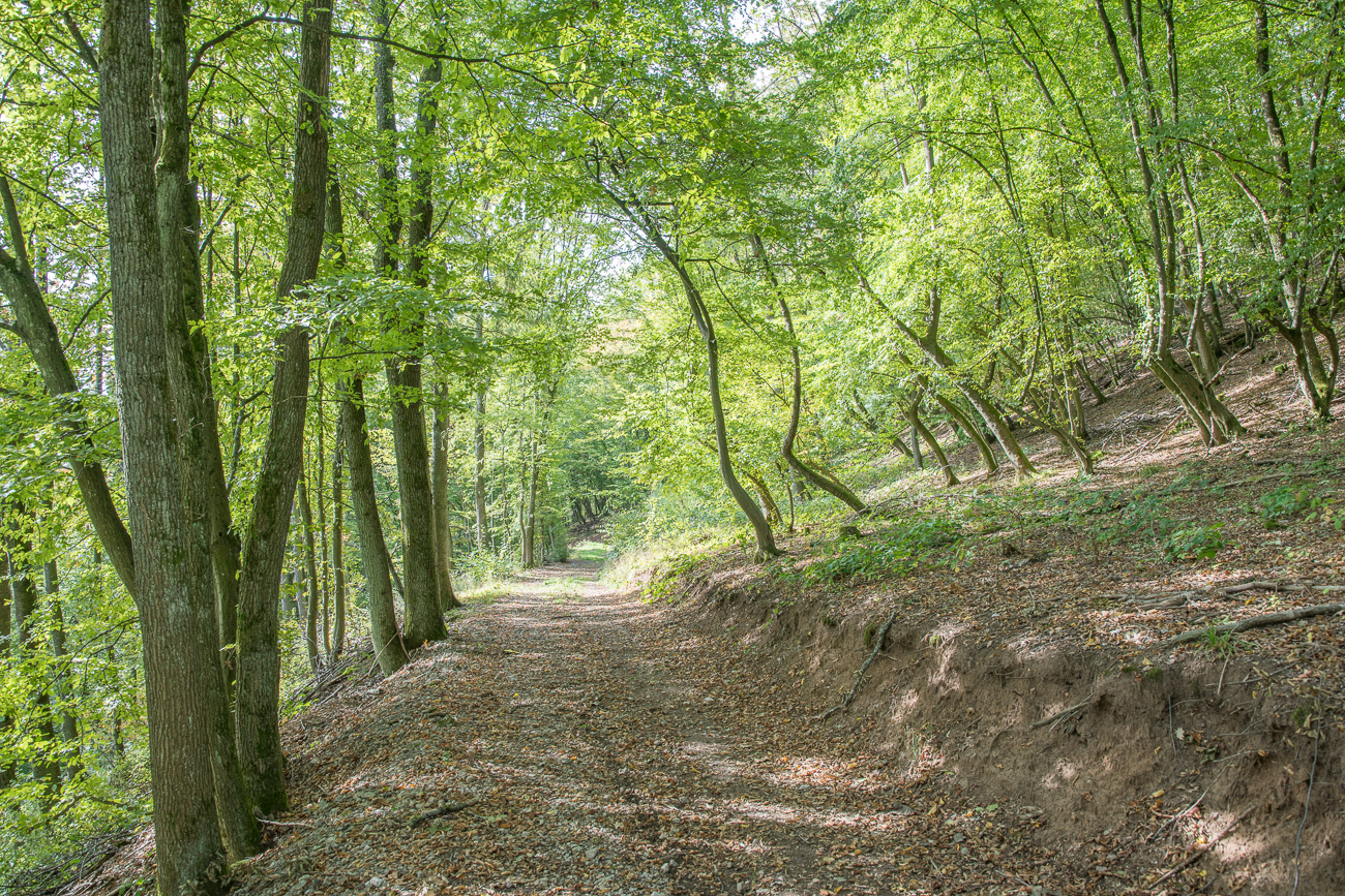 Waldweg