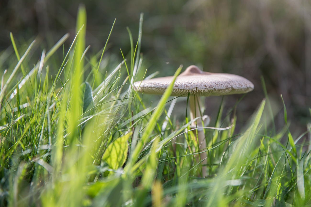 Einsamer Pilz