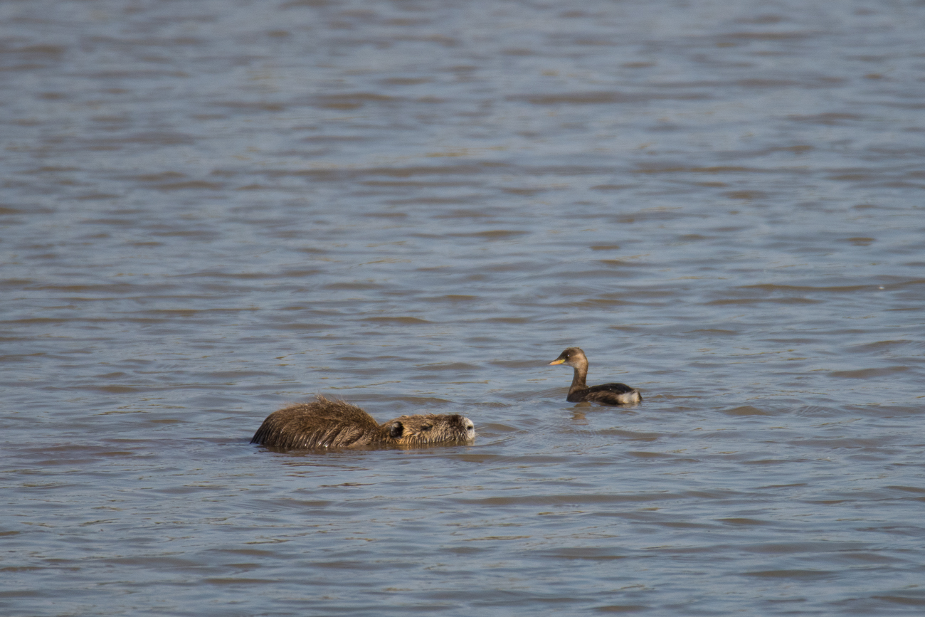 Der Nutria hat einen Vogel ;-) 