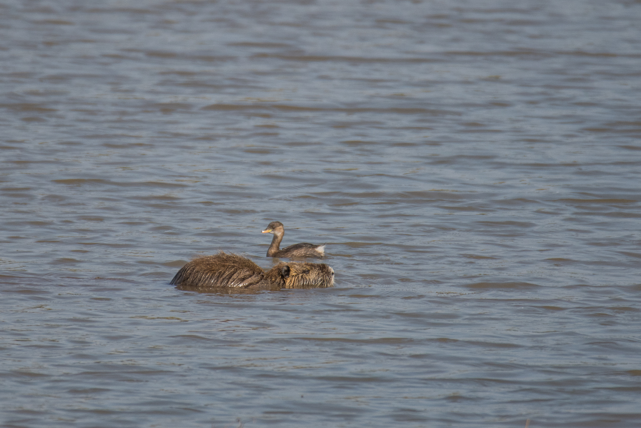 Friedliches Nebeneinander