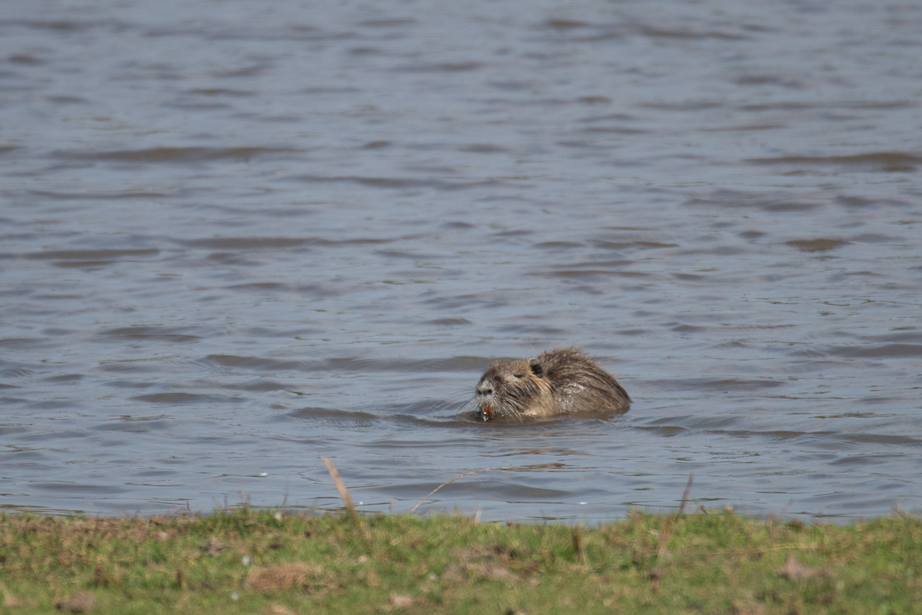 Nutria beim Fressen