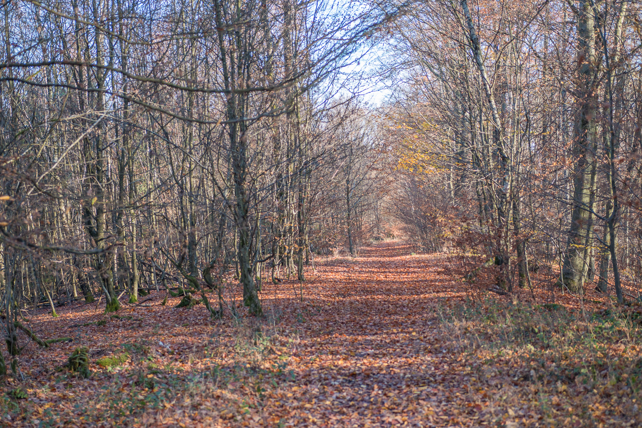 Schöner Waldweg