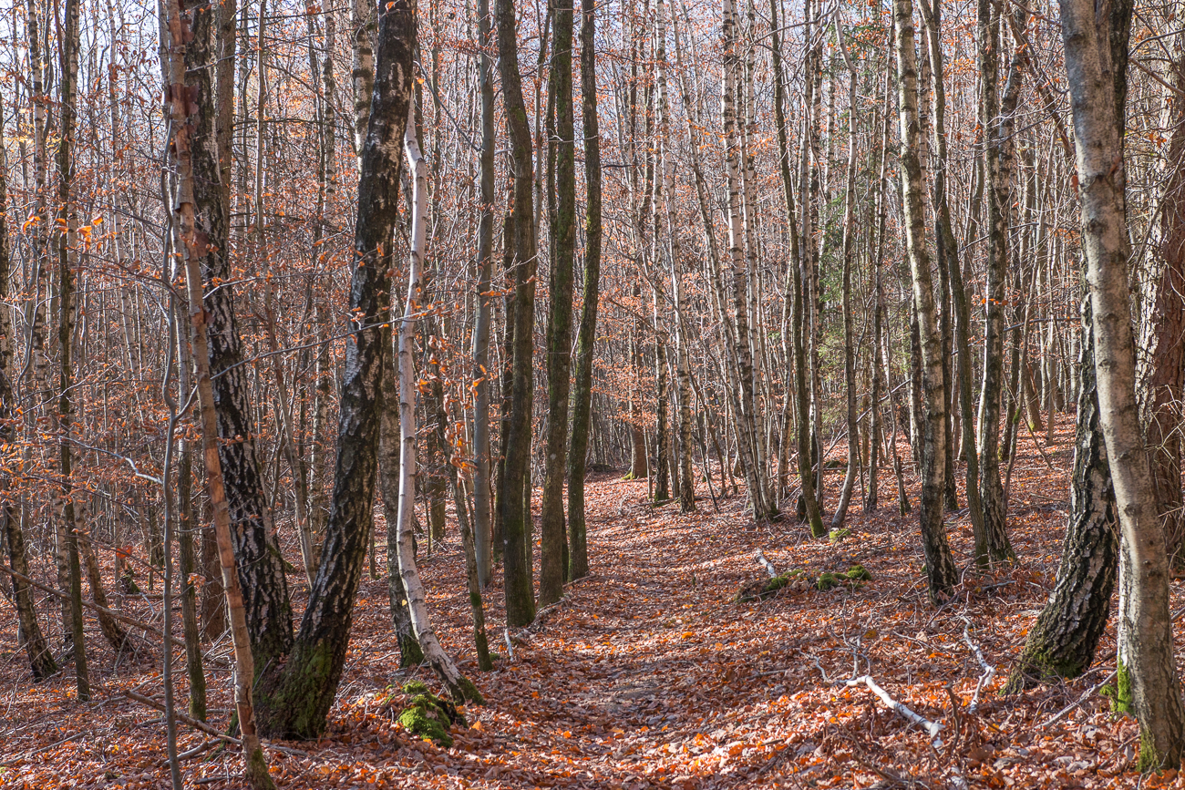 Lichtdurchfluteter Wald