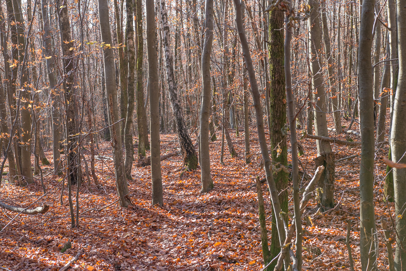 Der Pfad wird immer schmaler
