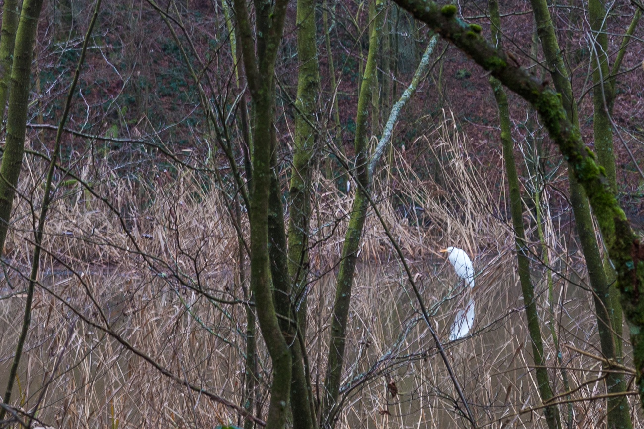 Ein Silberreiher hinter dem Gebüsch ...